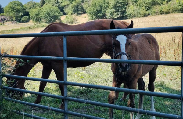 Обзор Fairphone 6: модульного смартфона, который можно ремонтировать самому Обзор Fairphone 6: модульного смартфона, который можно ремонтировать самому