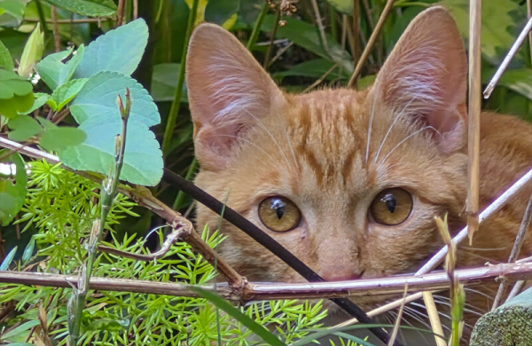 Обзор Samsung Galaxy S25 FE: чуть более доступного смартфона, не уступающего флагманам