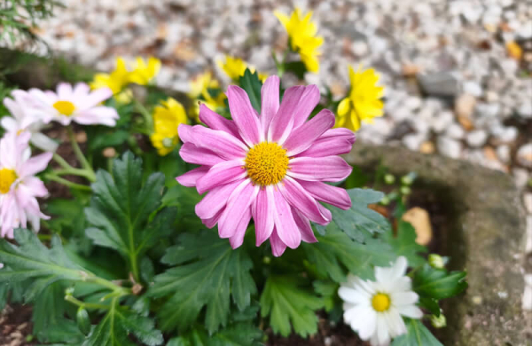 Xiaomi 15T Pro: Обзор убийцы флагманских смартфонов для любителей мобильной съёмки Xiaomi 15T Pro: Обзор убийцы флагманских смартфонов для любителей мобильной съёмки