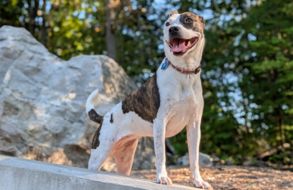 Обзор Google Pixel 10 Pro XL: инновационного смартфона с лучшими функциями ИИ Обзор Google Pixel 10 Pro XL: инновационного смартфона с лучшими функциями ИИ