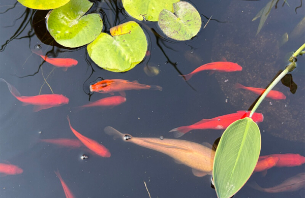 Обзор Apple iPhone Air: почти экспериментального смартфона с очень тонким корпусом Обзор Apple iPhone Air: почти экспериментального смартфона с очень тонким корпусом