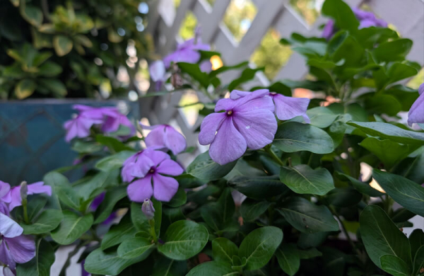 Обзор Google Pixel 10 Pro XL: инновационного смартфона с лучшими функциями ИИ Обзор Google Pixel 10 Pro XL: инновационного смартфона с лучшими функциями ИИ