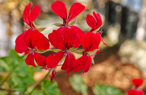 Обзор Xiaomi 17: компактного флагмана с самым мощным процессором